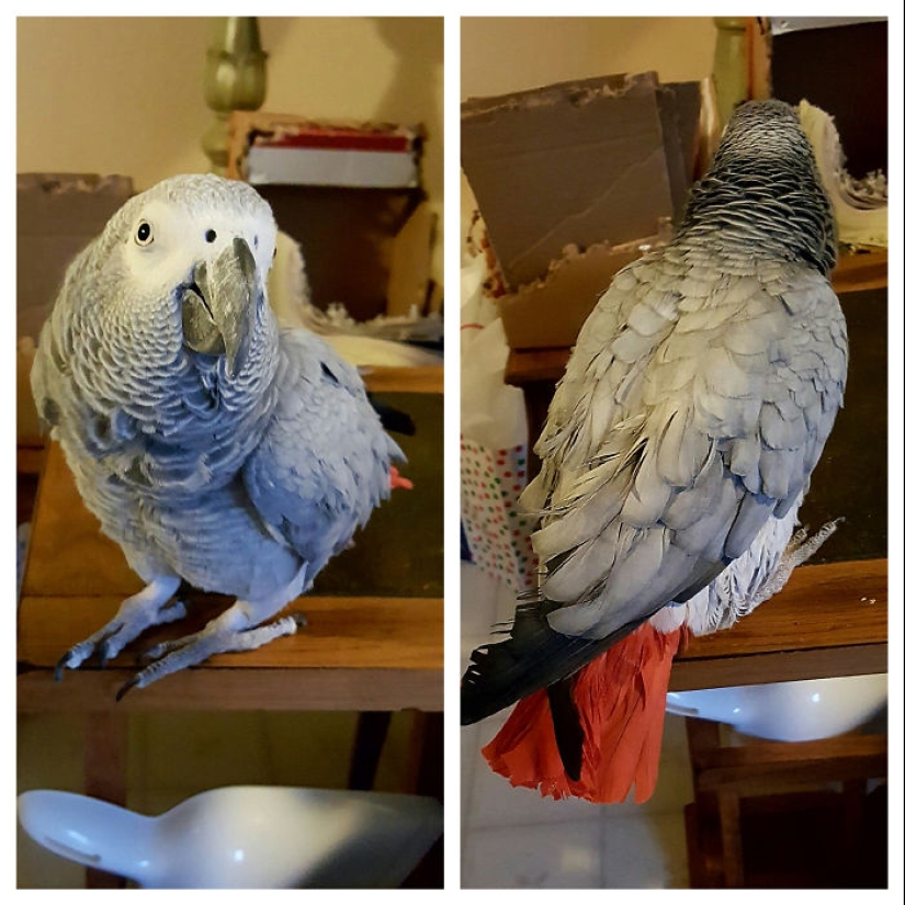 "Good boy": the Pets before and after kind words to master "Good boy": the Pets before and after kind words to master