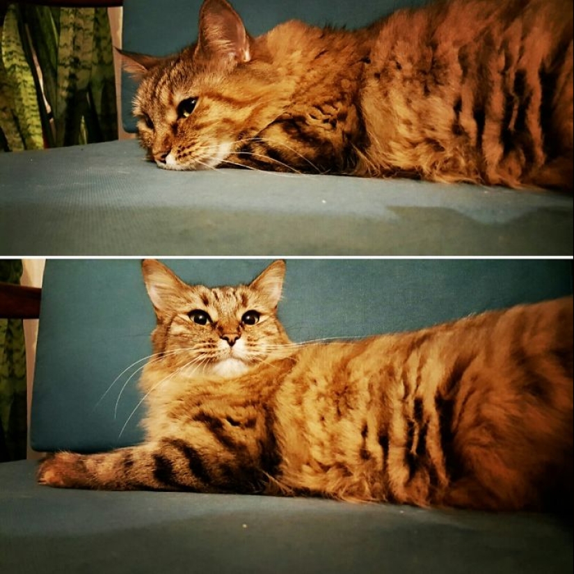 "Good boy": the Pets before and after kind words to master "Good boy": the Pets before and after kind words to master