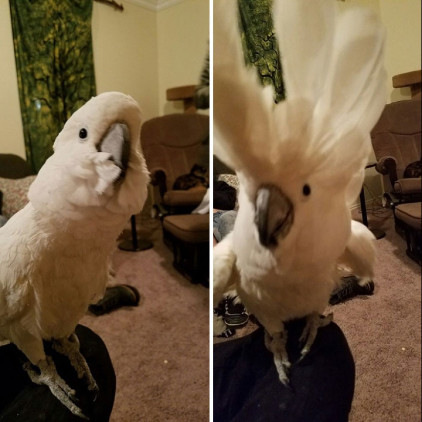 "Good boy": the Pets before and after kind words to master "Good boy": the Pets before and after kind words to master