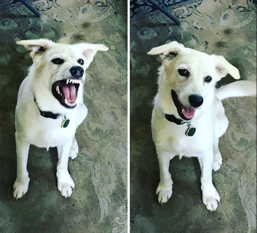 "Good boy": the Pets before and after kind words to master "Good boy": the Pets before and after kind words to master