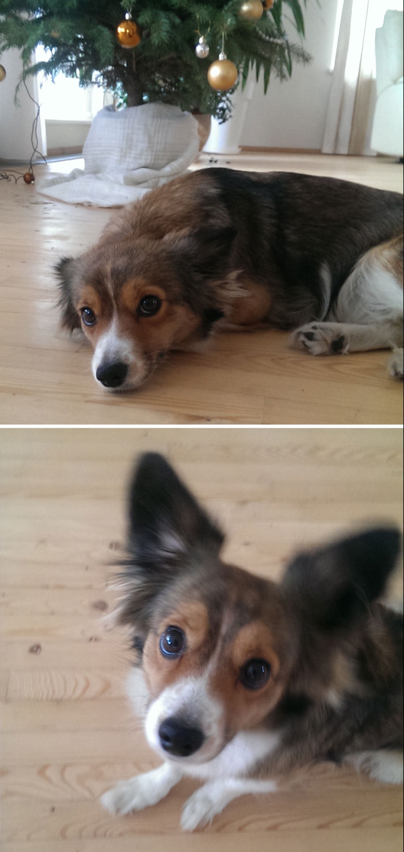 "Good boy": the Pets before and after kind words to master "Good boy": the Pets before and after kind words to master