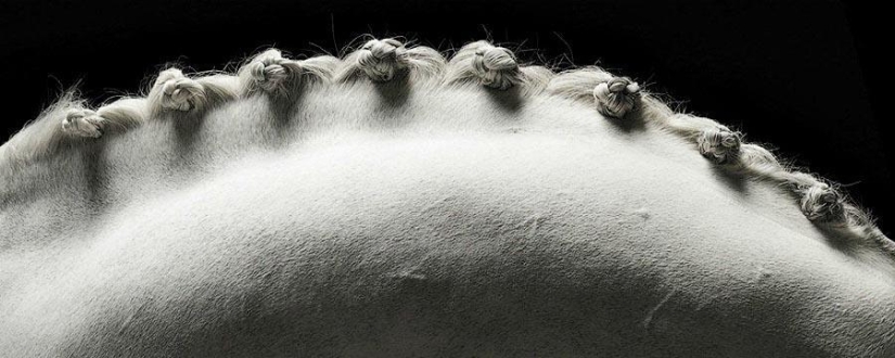 Grace beautiful horses in the project Equus Grace beautiful horses in the project Equus