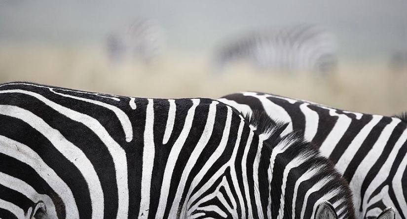 Grace beautiful horses in the project Equus Grace beautiful horses in the project Equus