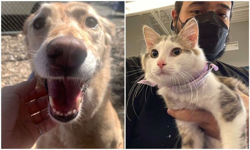 Gracias, gente! 30 animales sin hogar que recibieron una nueva vida Gracias, gente! 30 animales sin hogar que recibieron una nueva vida