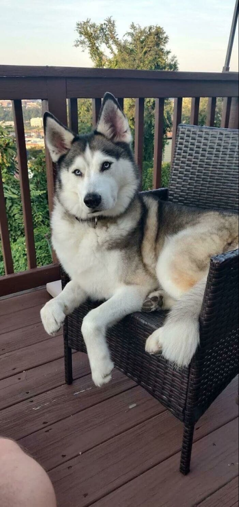 Gracias, gente! 30 animales sin hogar que recibieron una nueva vida Gracias, gente! 30 animales sin hogar que recibieron una nueva vida