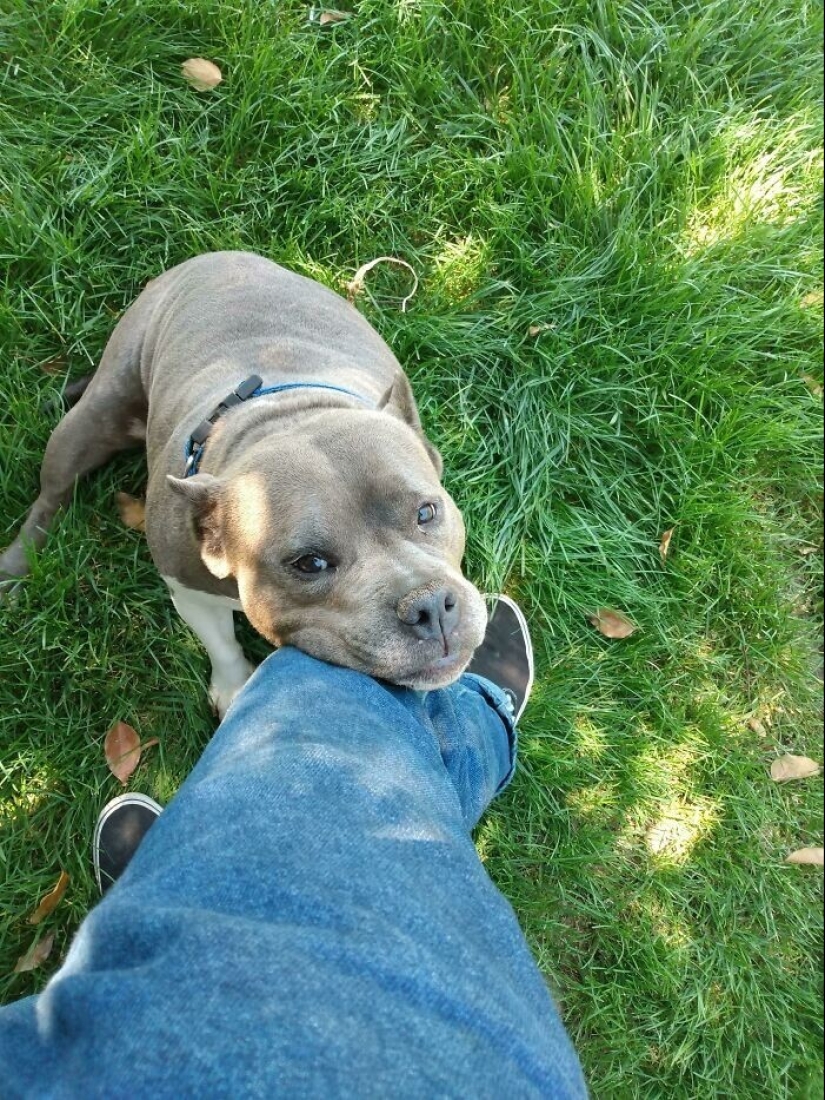 Gracias, gente! 30 animales sin hogar que recibieron una nueva vida Gracias, gente! 30 animales sin hogar que recibieron una nueva vida