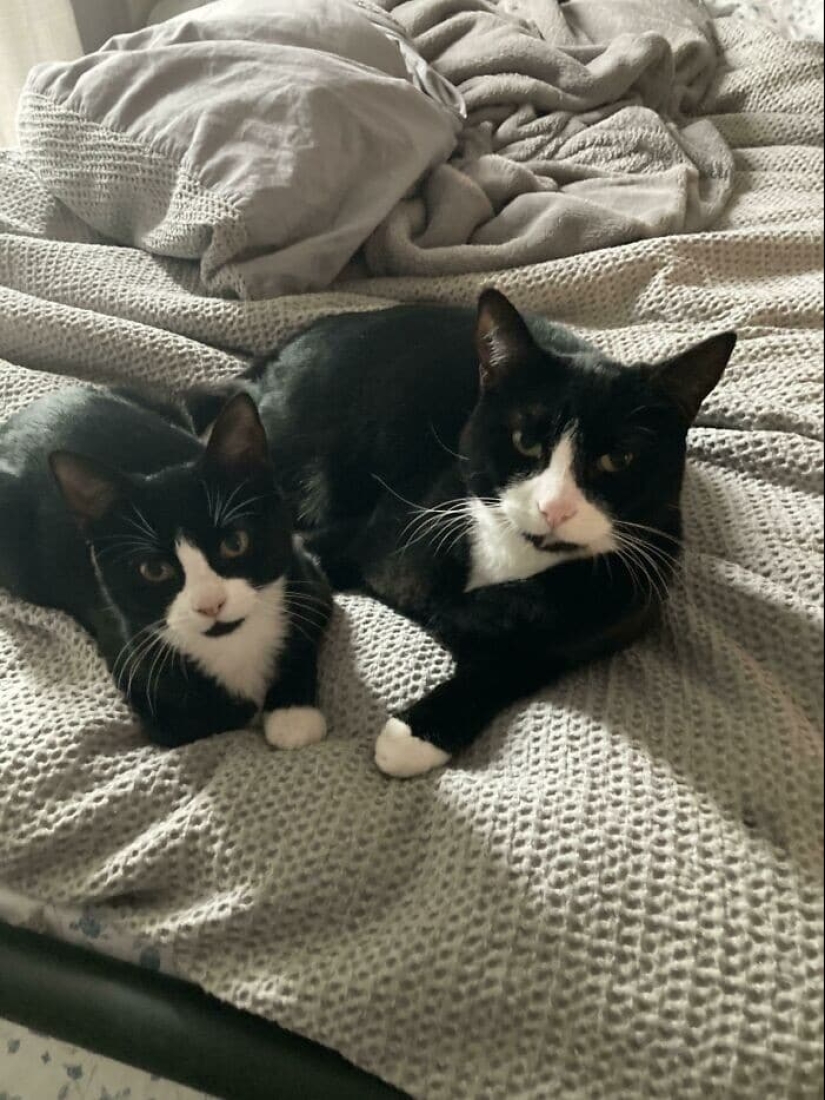 Gracias, gente! 30 animales sin hogar que recibieron una nueva vida Gracias, gente! 30 animales sin hogar que recibieron una nueva vida