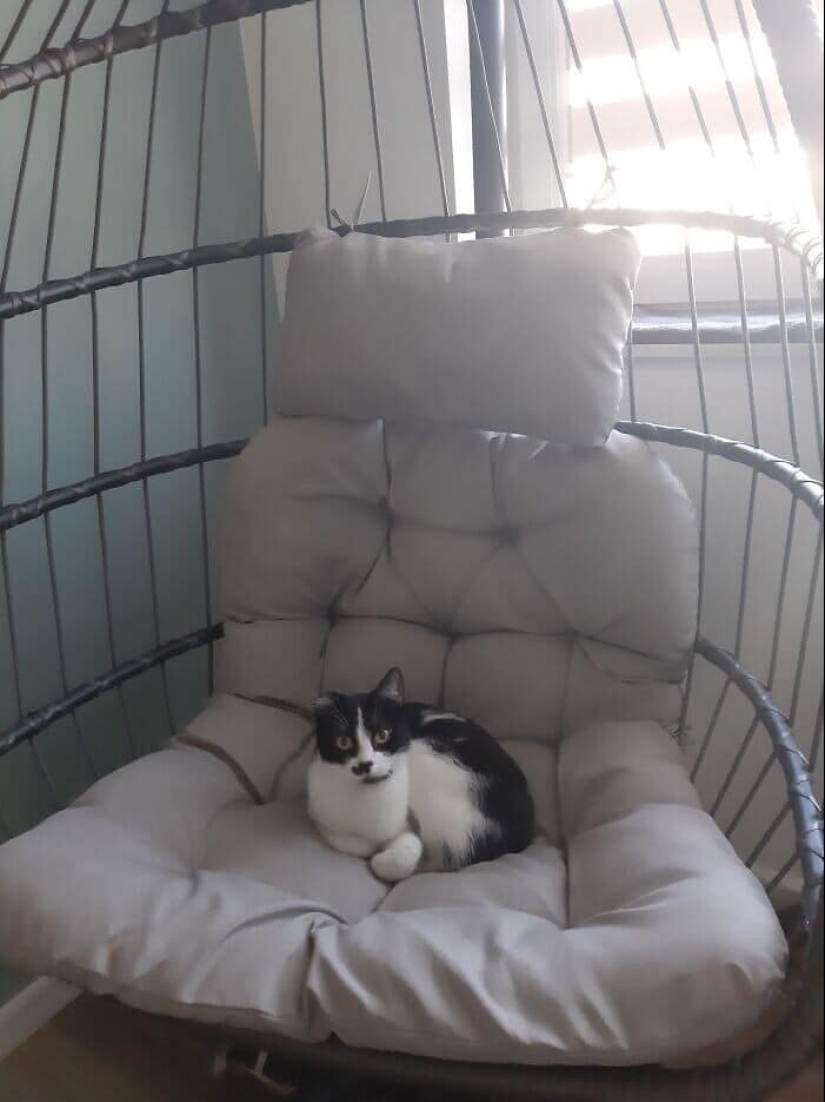 Gracias, gente! 30 animales sin hogar que recibieron una nueva vida Gracias, gente! 30 animales sin hogar que recibieron una nueva vida