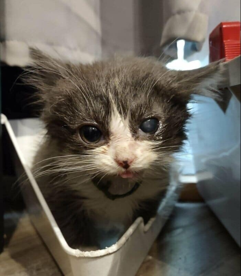 Gracias, gente! 30 animales sin hogar que recibieron una nueva vida Gracias, gente! 30 animales sin hogar que recibieron una nueva vida