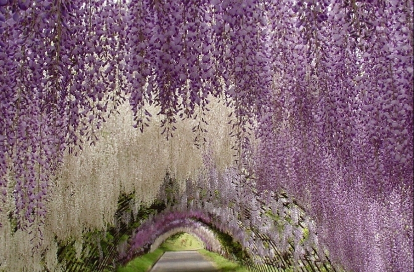 "Grape" wisteria bunches