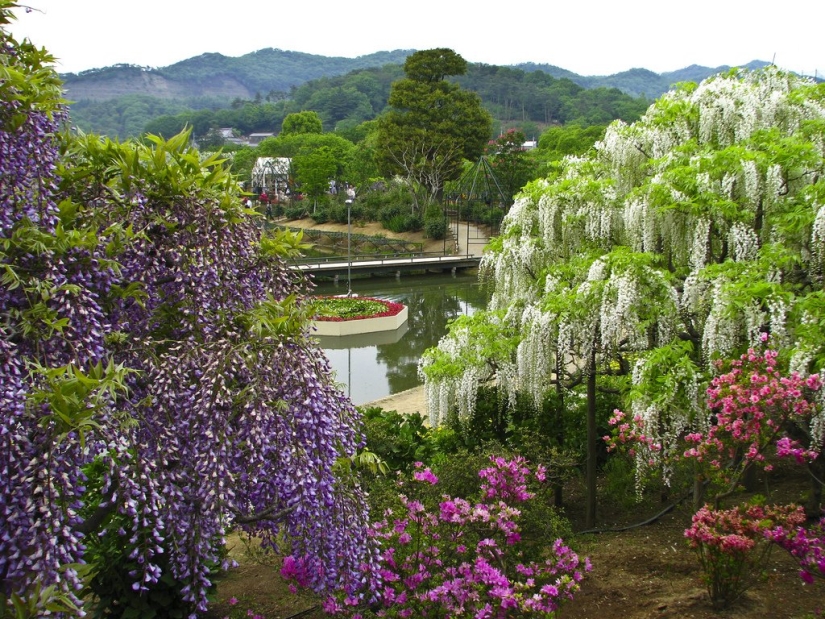 "Grape" wisteria bunches