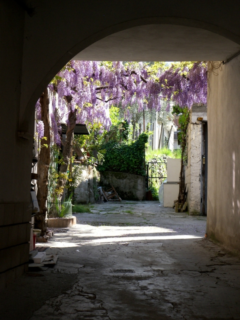 "Grape" wisteria bunches