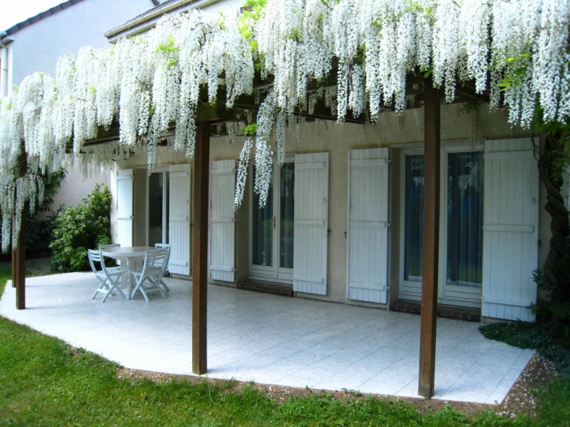 "Grape" wisteria bunches