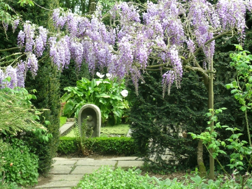 "Grape" wisteria bunches