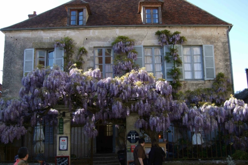 "Grape" wisteria bunches