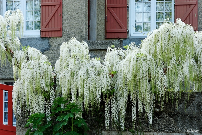 "Grape" wisteria bunches