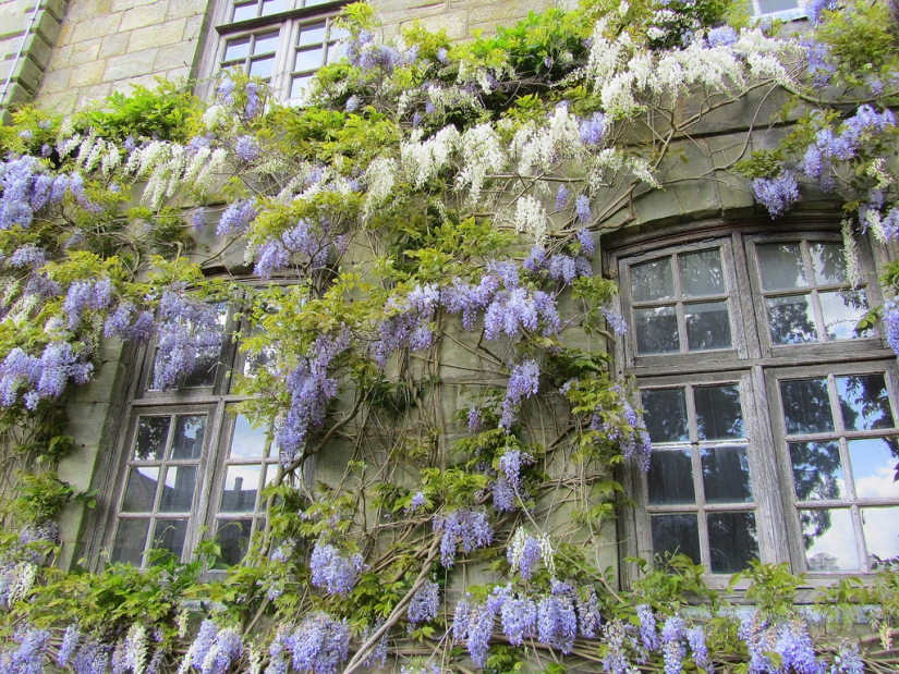 "Grape" wisteria bunches