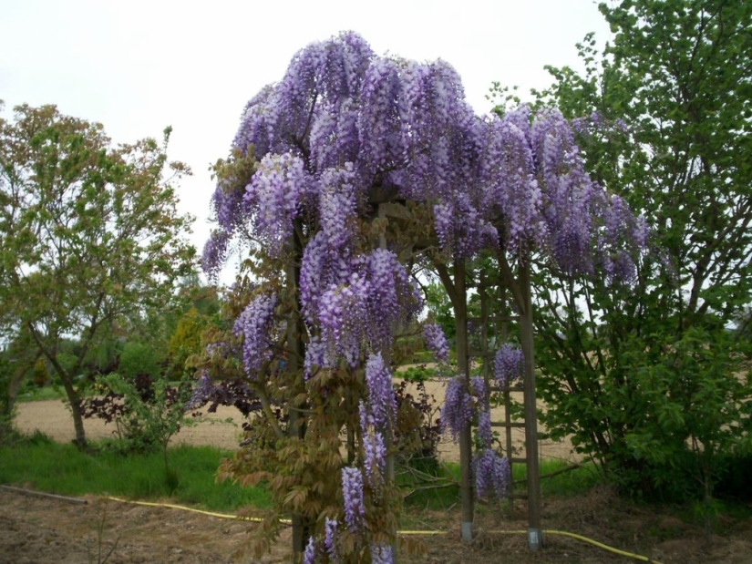 "Grape" wisteria bunches