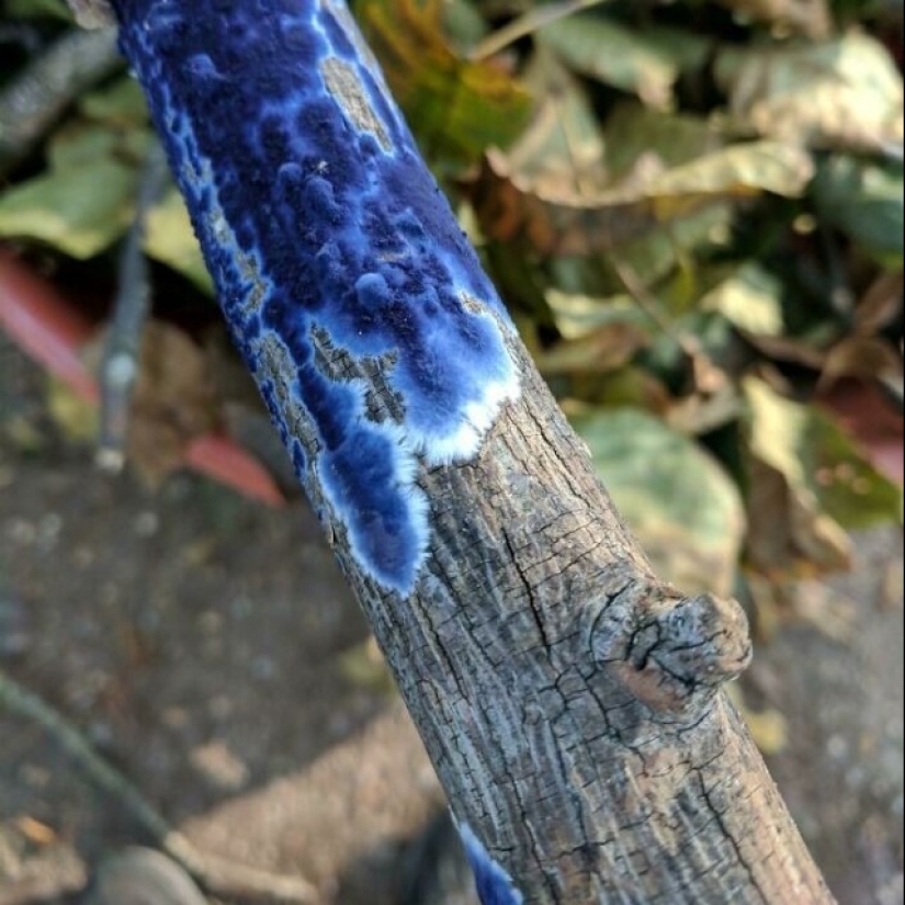 Greetings from the parallel universe: 25 ordinary things that look so unusual Greetings from the parallel universe: 25 ordinary things that look so unusual