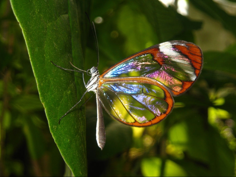 Greta oto — an amazing butterfly with "glass" wings