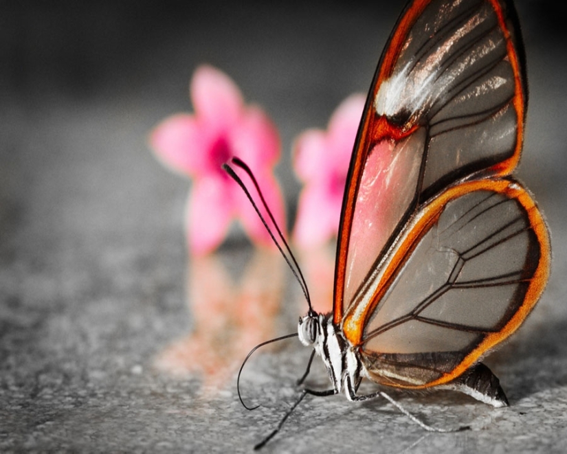 Greta oto — an amazing butterfly with "glass" wings