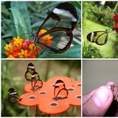 Greta oto — an amazing butterfly with "glass" wings