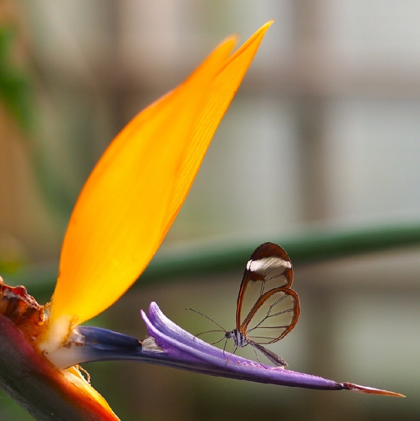 Greta oto — an amazing butterfly with "glass" wings