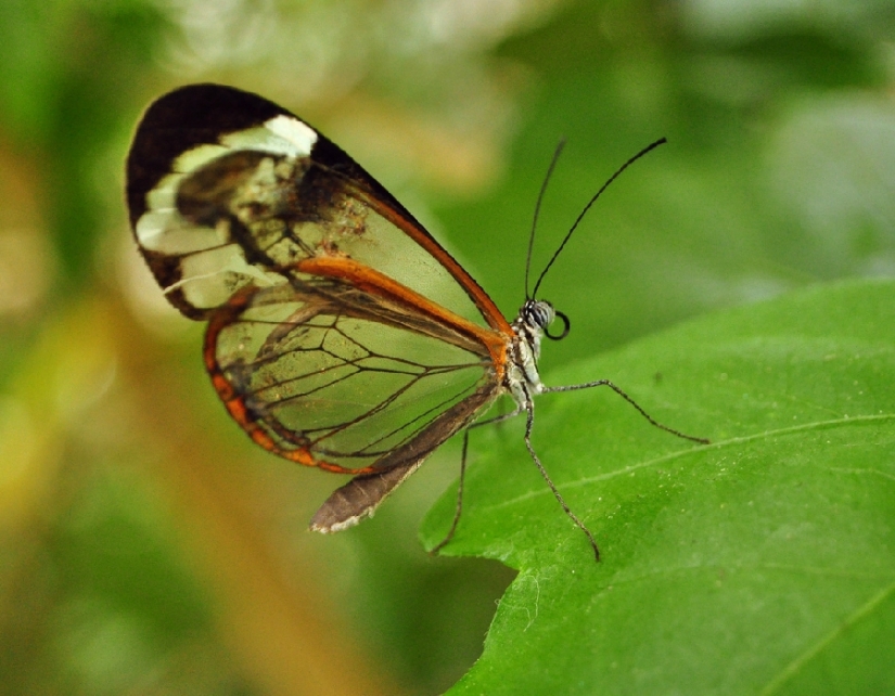 Greta oto — an amazing butterfly with "glass" wings