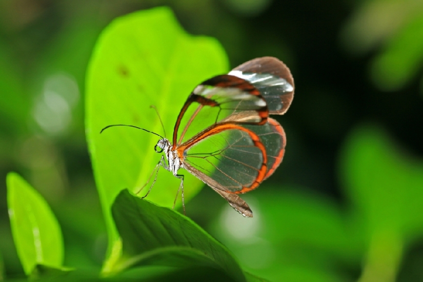 Greta oto — an amazing butterfly with "glass" wings