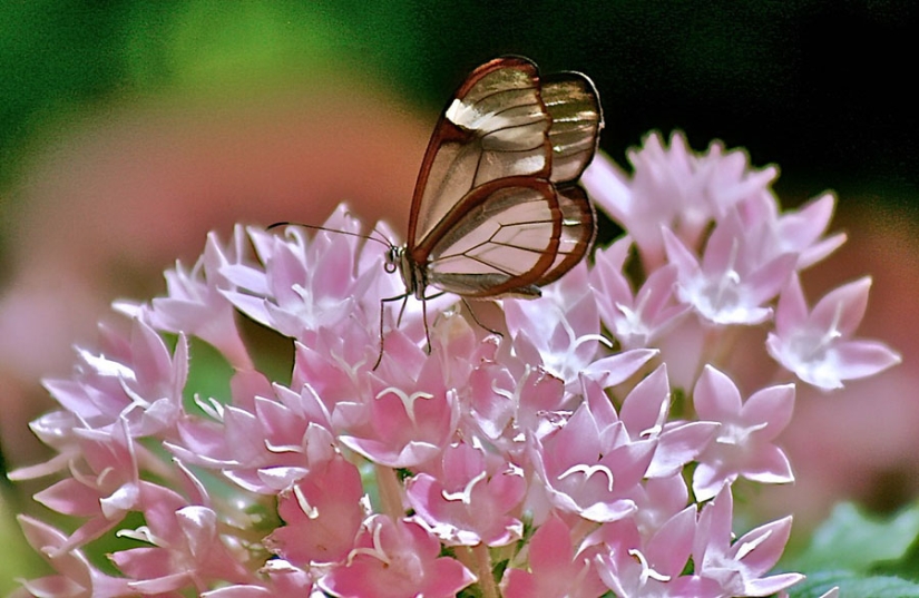 Greta oto-una mariposa increíble con alas de" vidrio"