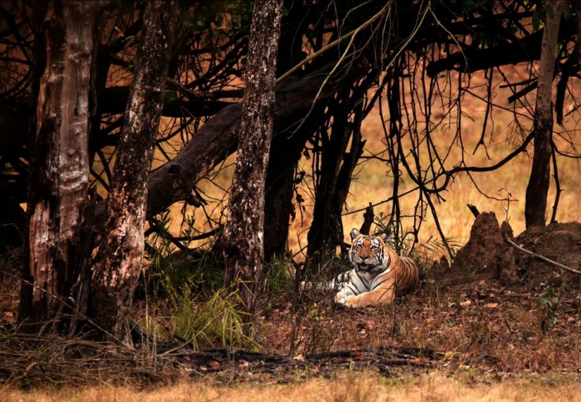 Guardianes de la poste de madera