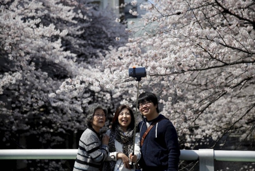 Hanami is a Japanese tradition of admiring cherry blossoms