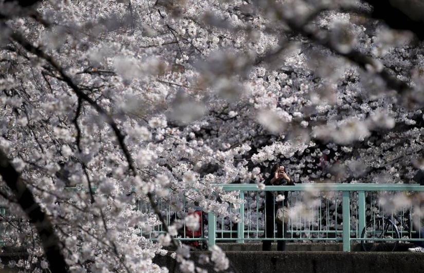 Hanami is a Japanese tradition of admiring cherry blossoms