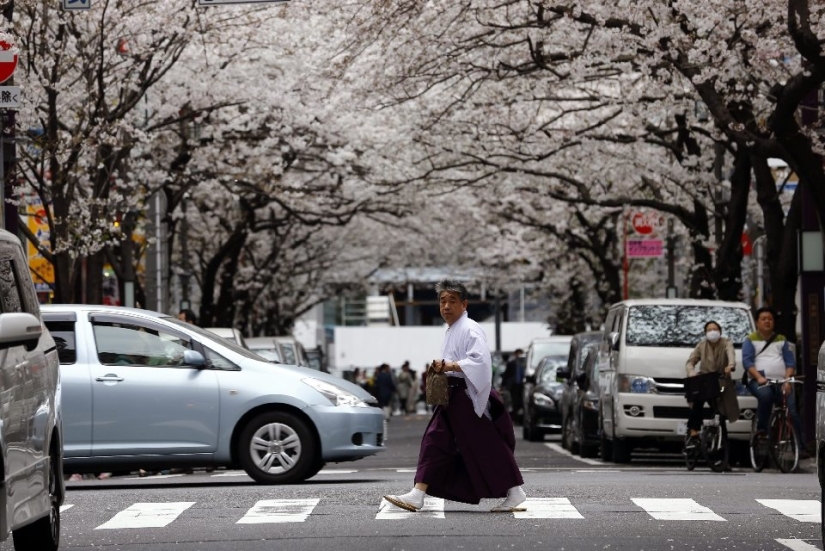 Hanami is a Japanese tradition of admiring cherry blossoms