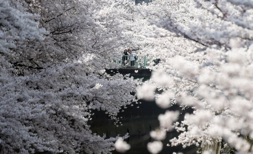 Hanami is a Japanese tradition of admiring cherry blossoms