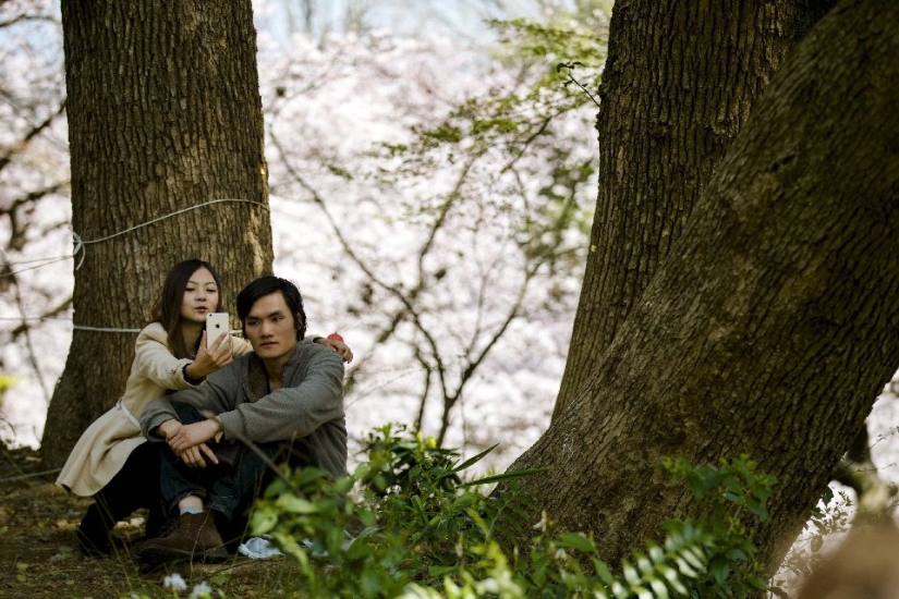 Hanami is a Japanese tradition of admiring cherry blossoms