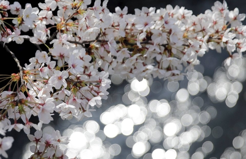 Hanami is a Japanese tradition of admiring cherry blossoms