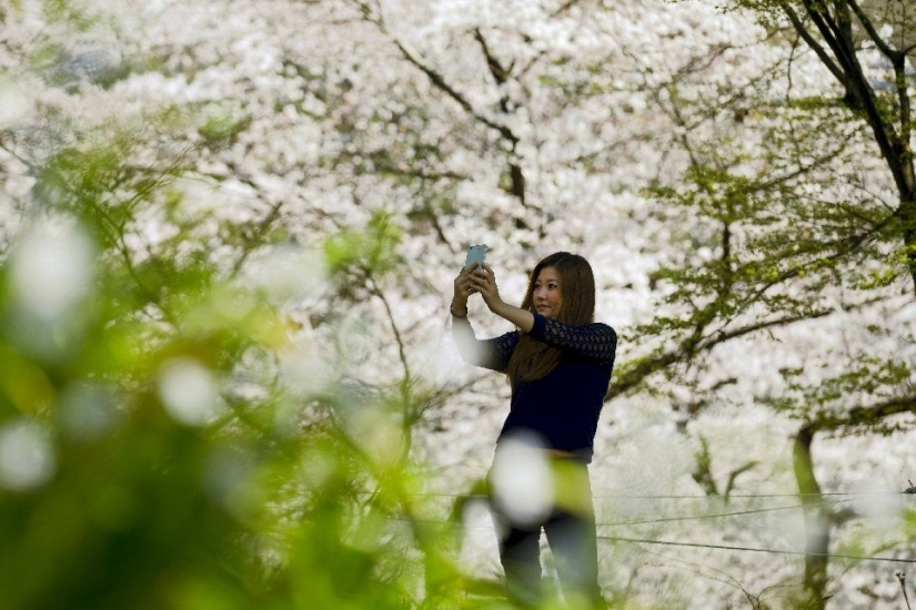 Hanami is a Japanese tradition of admiring cherry blossoms