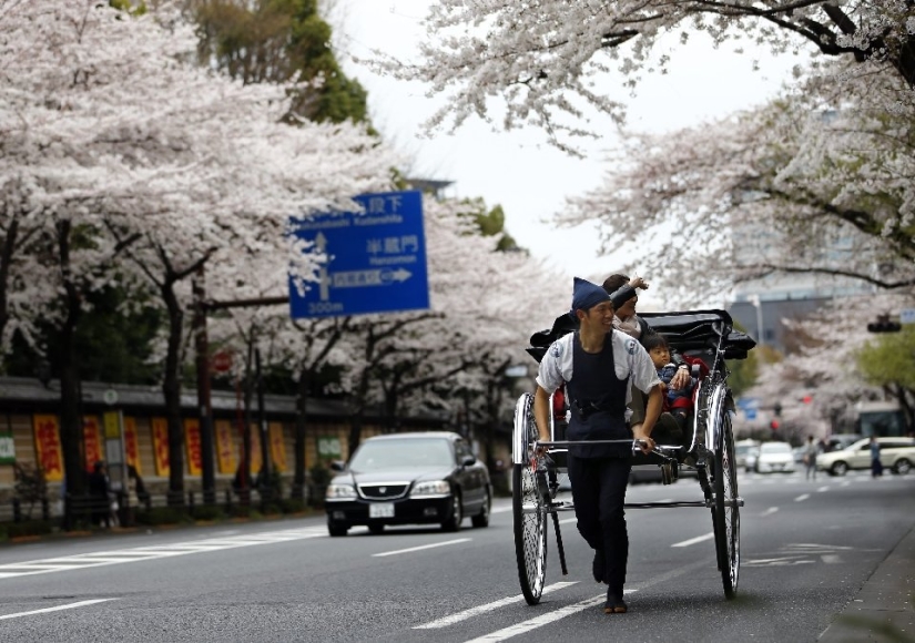 Hanami is a Japanese tradition of admiring cherry blossoms