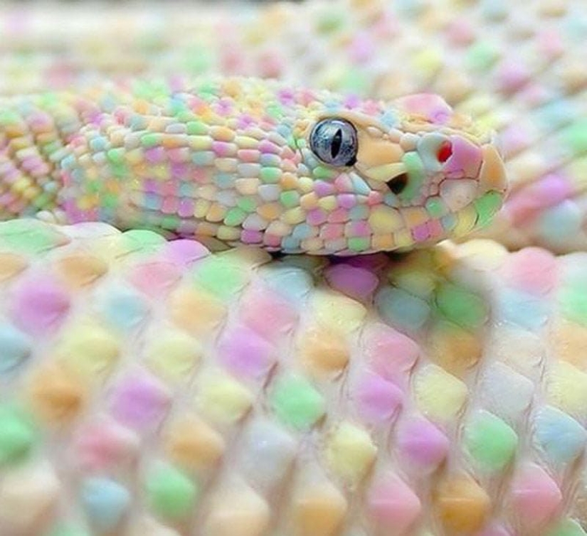 Hanging pear you cannot eat it: 25 inedible items that look too appetizing