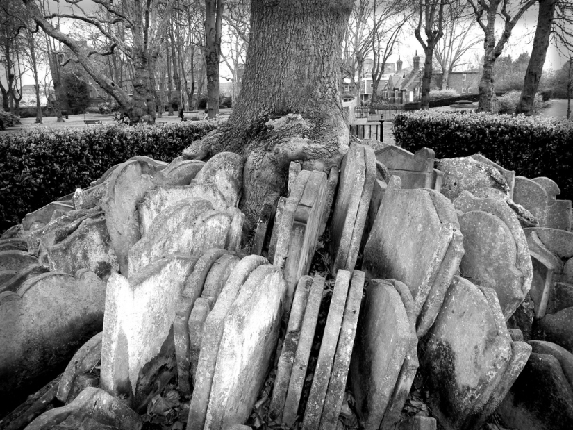 Hardy's gravestone tree with hundreds of tombstones Hardy's gravestone tree with hundreds of tombstones