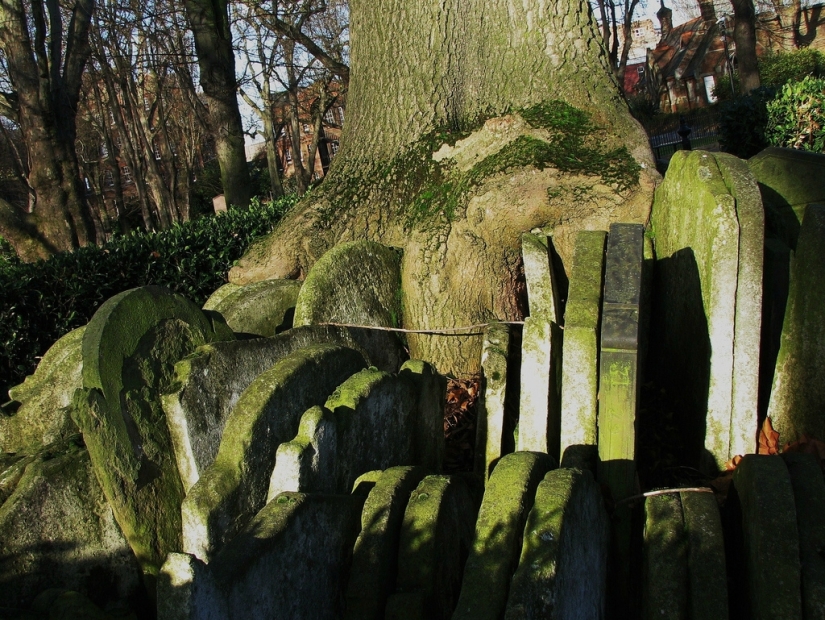 Hardy's gravestone tree with hundreds of tombstones Hardy's gravestone tree with hundreds of tombstones