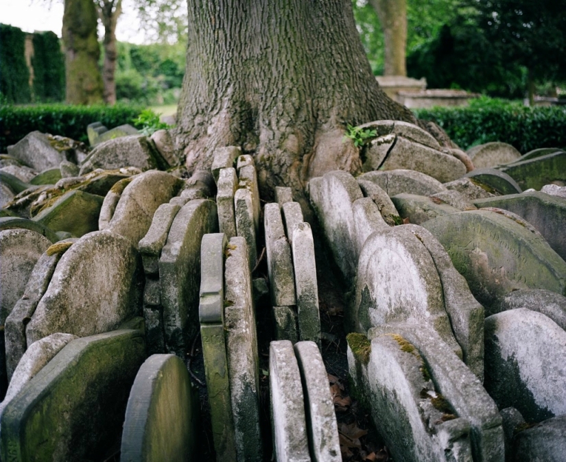 Hardy's gravestone tree with hundreds of tombstones Hardy's gravestone tree with hundreds of tombstones