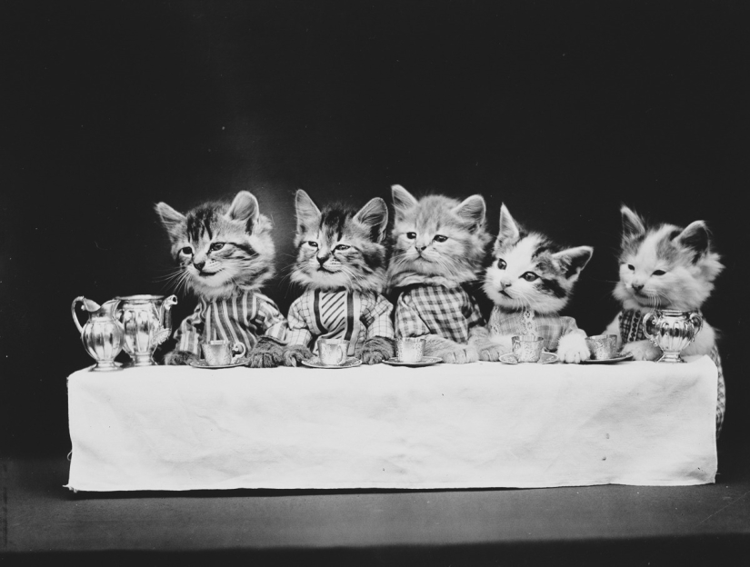 Harry Witter&#39;s retro cats and puppies that made a splash 100 years ago