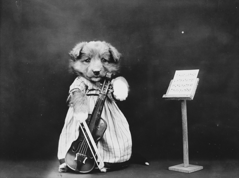 Harry Witter&#39;s retro cats and puppies that made a splash 100 years ago