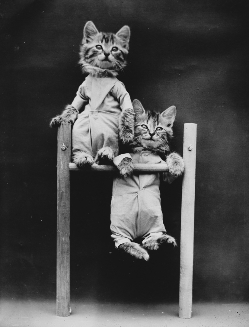 Harry Witter&#39;s retro cats and puppies that made a splash 100 years ago