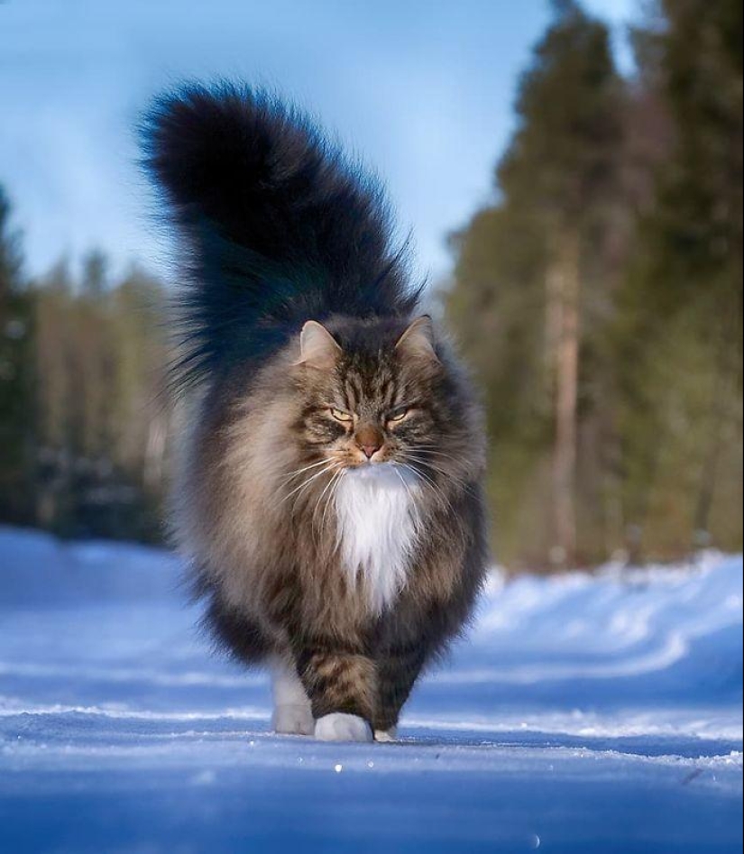 Harsh cats from Finland in the winter expanses Harsh cats from Finland in the winter expanses