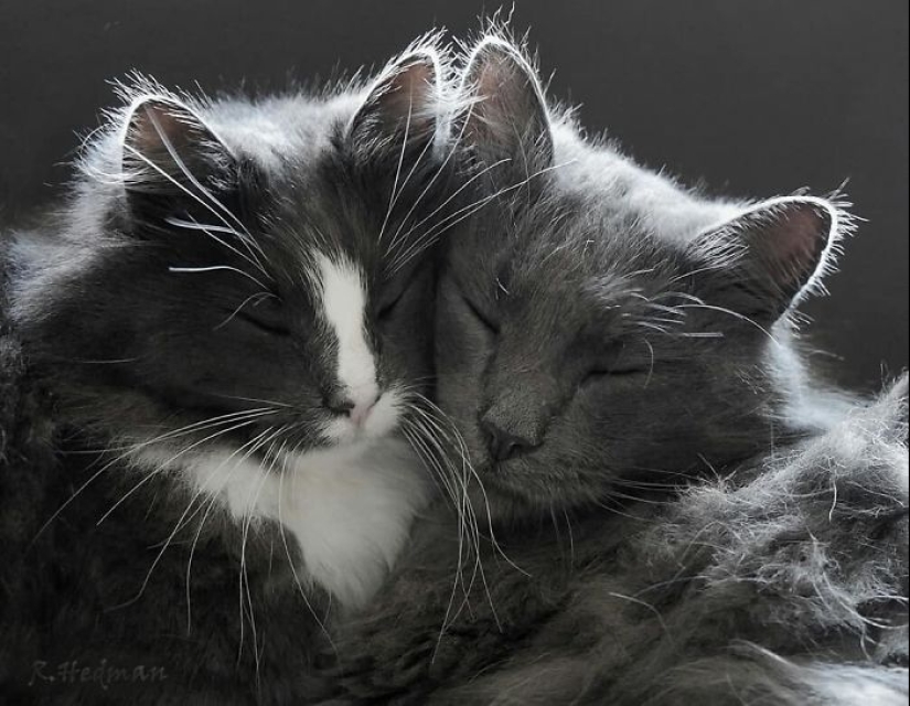 Harsh cats from Finland in the winter expanses Harsh cats from Finland in the winter expanses