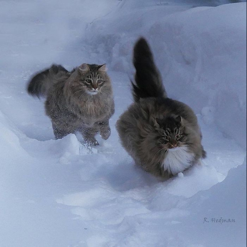 Harsh cats from Finland in the winter expanses Harsh cats from Finland in the winter expanses