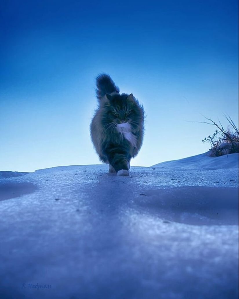 Harsh cats from Finland in the winter expanses Harsh cats from Finland in the winter expanses
